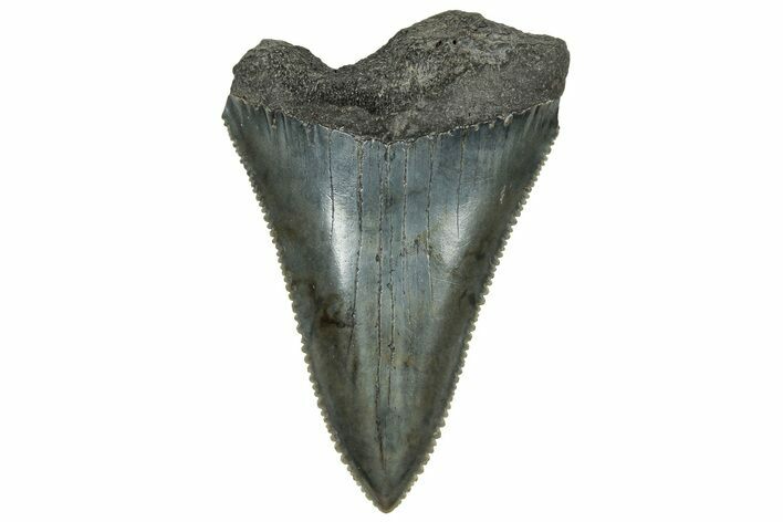 Serrated, Fossil Great White Shark Tooth - South Carolina #325169